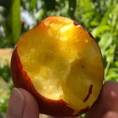 山西珍珠芒果白肉黄油桃新鲜当季水果孕妇蜜桃脆甜新鲜现摘现发