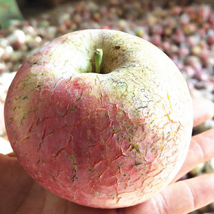 山西运城红富士丑苹果酥脆甜冰糖心不打蜡放心吃野生老树长枝条红