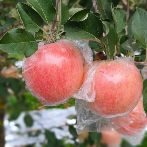 好吃放心新鲜苹果水果脆甜多汁不打蜡自然熟精品水晶红富士冰糖心