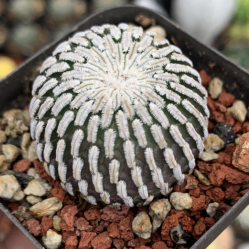 精巧殿娇丽属开花仙人球 防辐射多肉植物盆栽仙人掌科桌面花卉