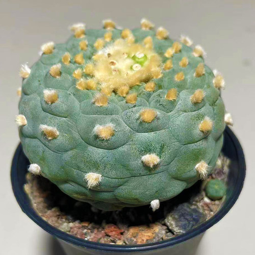 精品仙人球多肉植物桌面防辐射