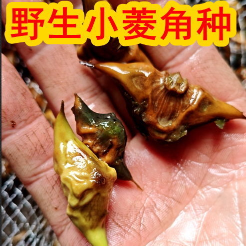 野生小菱角种子刺菱种植养殖水草