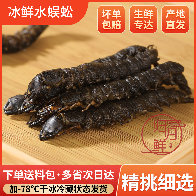 新鲜活体速冻爬沙虫大条水蜈蚣溪流虾巴虫水巴虫夹虫烧烤油炸食材