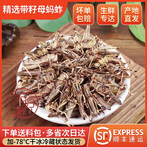 新鲜冷冻去翅膀带籽母蚂蚱蝗虫