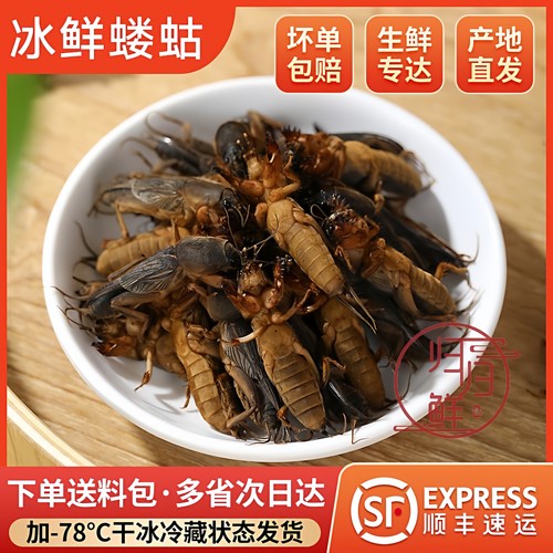 野生蝼蛄昆虫爬地狗土狗仔蝲蝲蛄