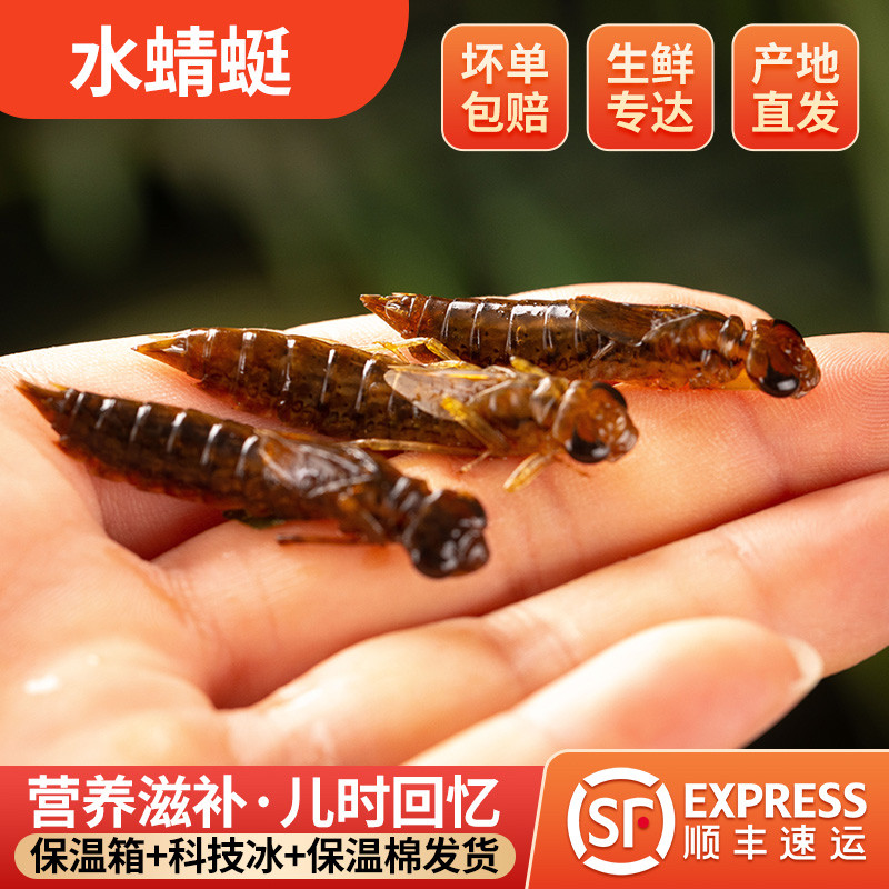 新鲜速冻 长体水蜻蜓 蜻蜓幼虫 野生水蝎子 下巴虫 食用昆虫