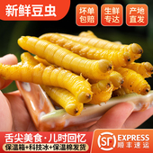 山东特产新鲜冷冻豆虫野生高蛋白豆丹豆青虫烧烤炸串食用昆虫