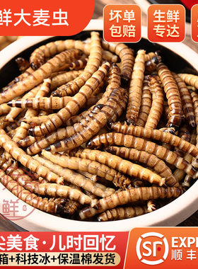 新鲜 冷冻 大麦虫蛹子 食用昆虫 超级黄粉虫 速冻大面包虫 烧烤