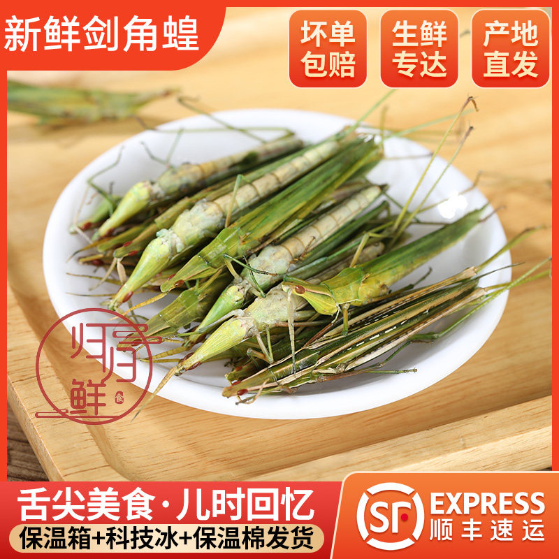 新鲜冷冻梢马甲扁担钩尖头蚂蚱中华剑角蝗非活体蚱蜢蝗虫