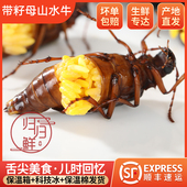 山牛虫 个个满籽带黄母水牛 2025年头茬鲜活速冻全母 大个山水牛