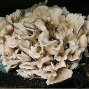 山东五莲特产栗蘑栗花灰树花舞茸菌板栗树下蘑菇菌干货200克包邮