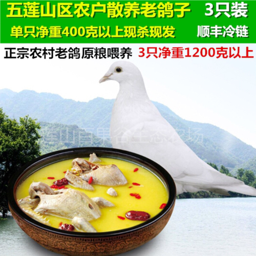五莲农家散养老鸽子土鸽子乳鸽新鲜鸽子肉现杀现发煲汤3只包邮