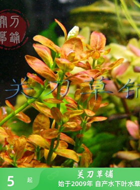 南美小圆叶 水草 关刀草铺自产水下叶 ADA水族造景水中叶阳性水草