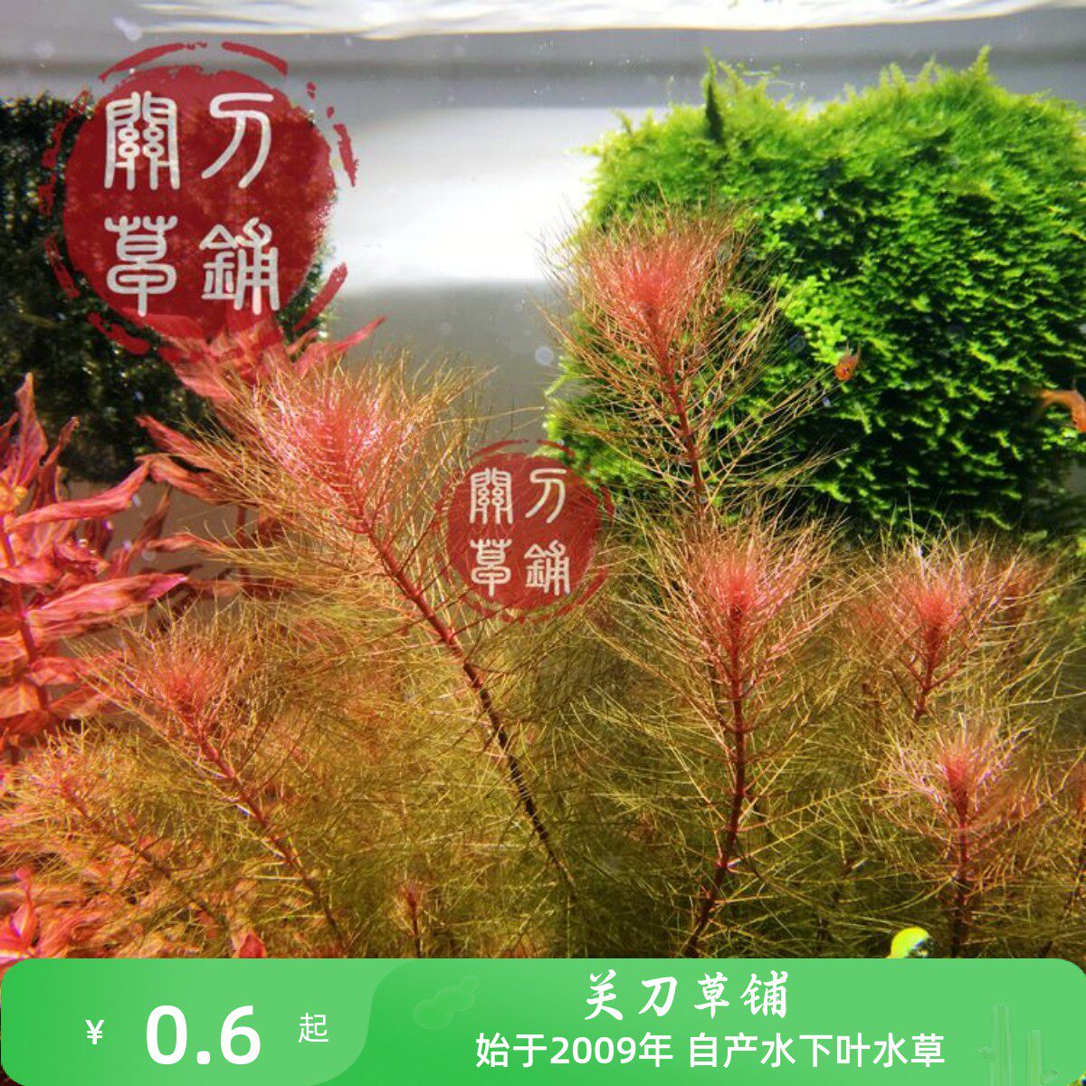 乌苏里聚藻 1支 红羽毛 红千层 自养水下叶水草 关刀草铺水草房 - 实物图