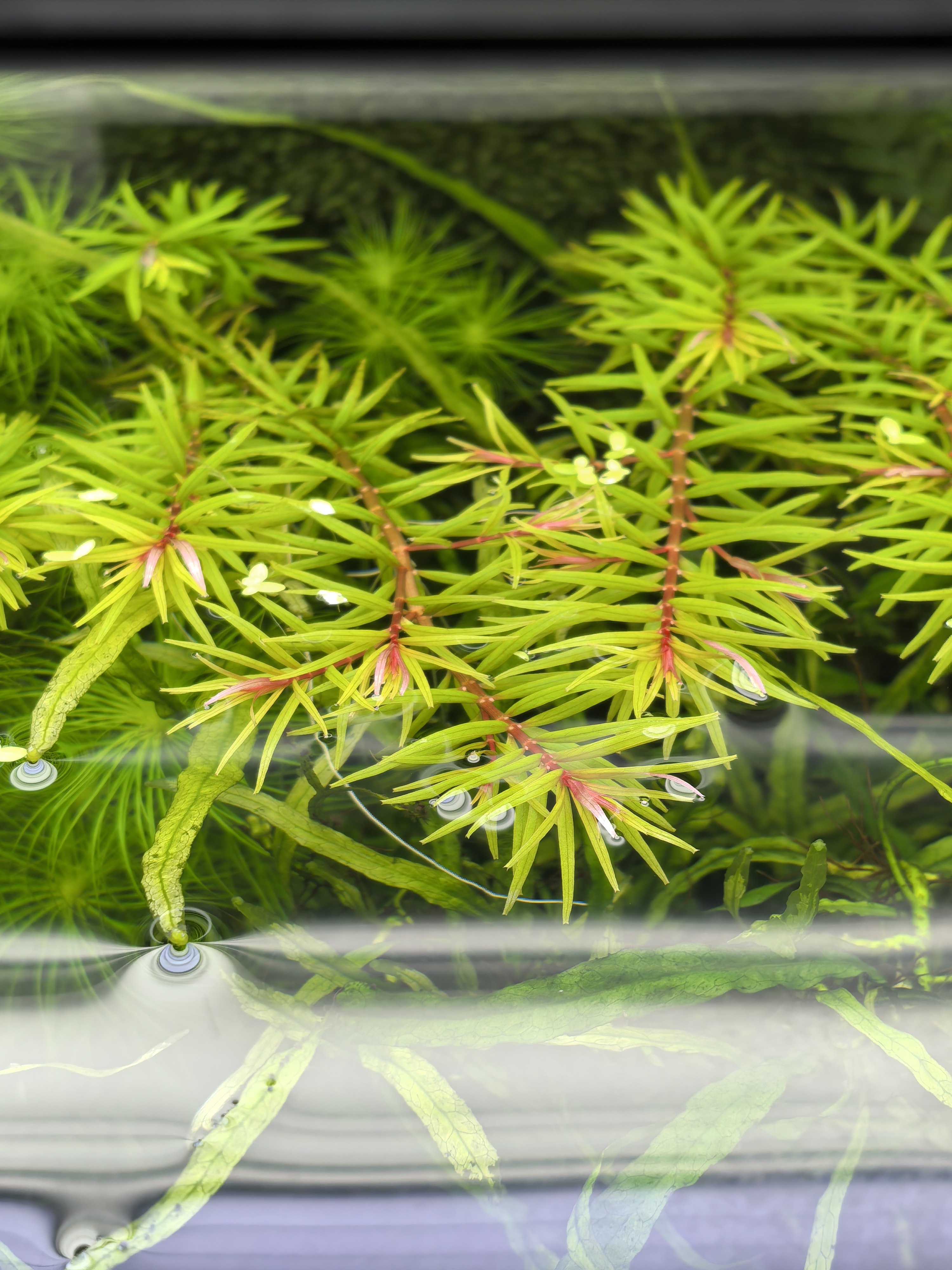 南美小百叶1支水草关刀草铺自家养水下叶ada造景水族中后景真水草