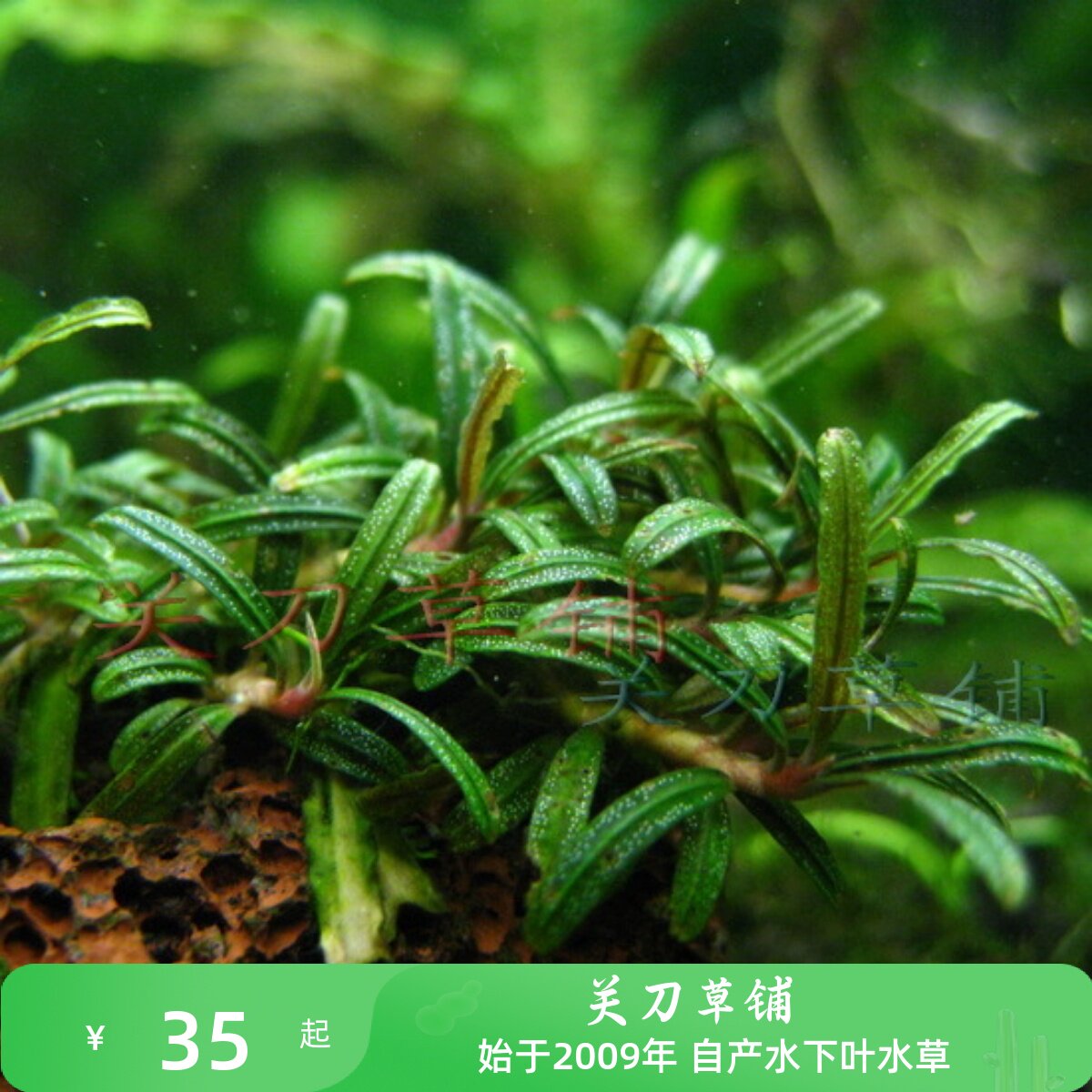 针叶米拉维辣椒榕水草球草缸可绑