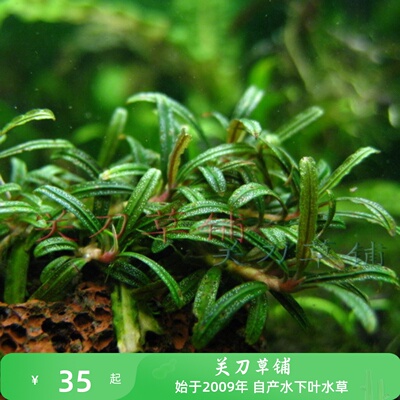 针叶米拉维辣椒榕水草球草缸可绑