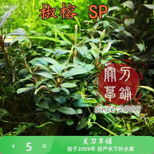 印尼辣椒榕 SP 1株 野株转水成功 水下叶水草 品种大小随机发货