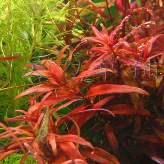 印度黄玫瑰水草水下叶关刀草铺