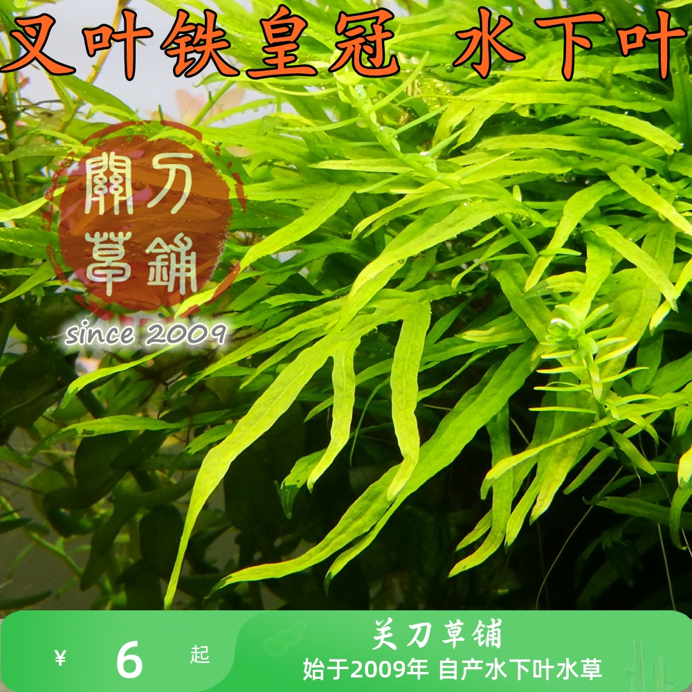 水下叶水草ADA叉叶铁皇冠自家养