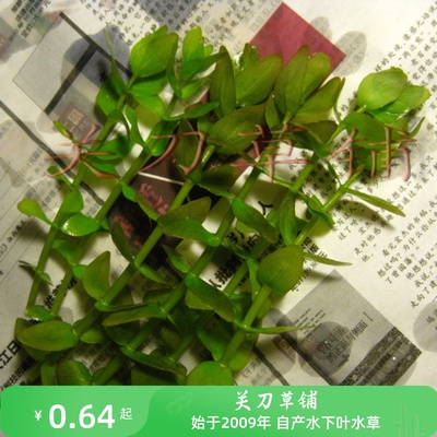 绿虎水草1支自产造景后景
