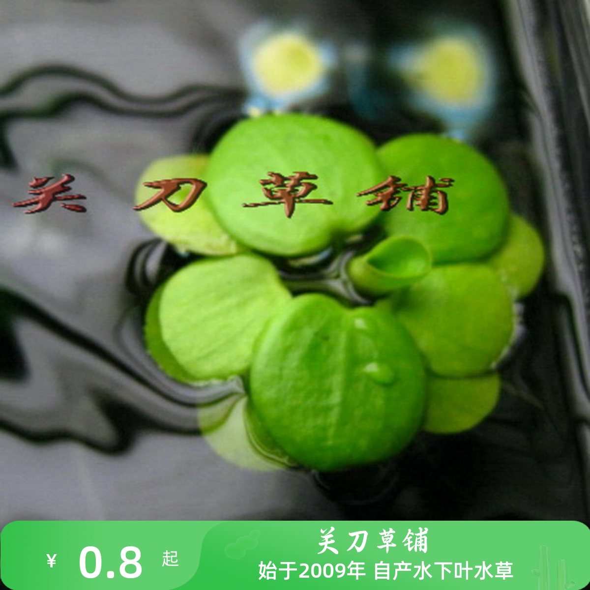 圆心萍一朵大叶浮萍樱花虾米适用