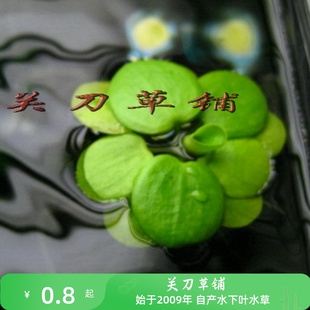 圆心萍 一朵 大叶浮萍芙萍水草 水晶虾樱花虾米虾缸适用 关刀草铺