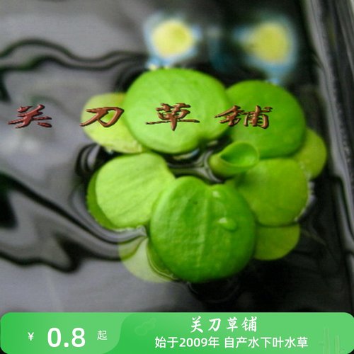 圆心萍一朵大叶浮萍樱花虾米适用