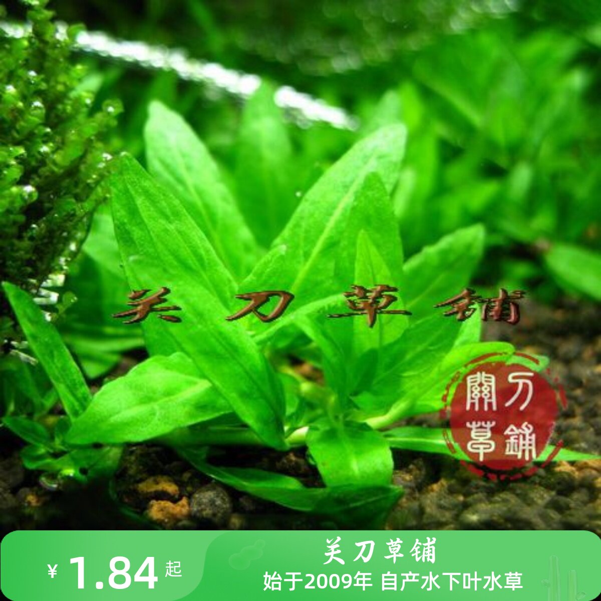 南美叉柱花 1支 水下叶水草 水族造景 【关刀草铺】自产 杀草场货