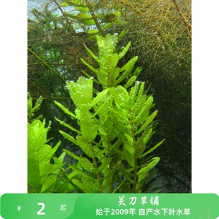 屠戮宫廷1支tulu宫廷水草自家养水下叶真水草鱼缸水晶虾缸造景