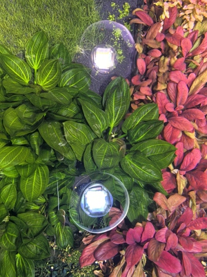 水下叶水草关刀草铺水下叶ADA