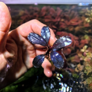 布朗尼海莲娜 海伦娜 老品种玄武海辣椒榕 关刀草铺水中叶N代水草