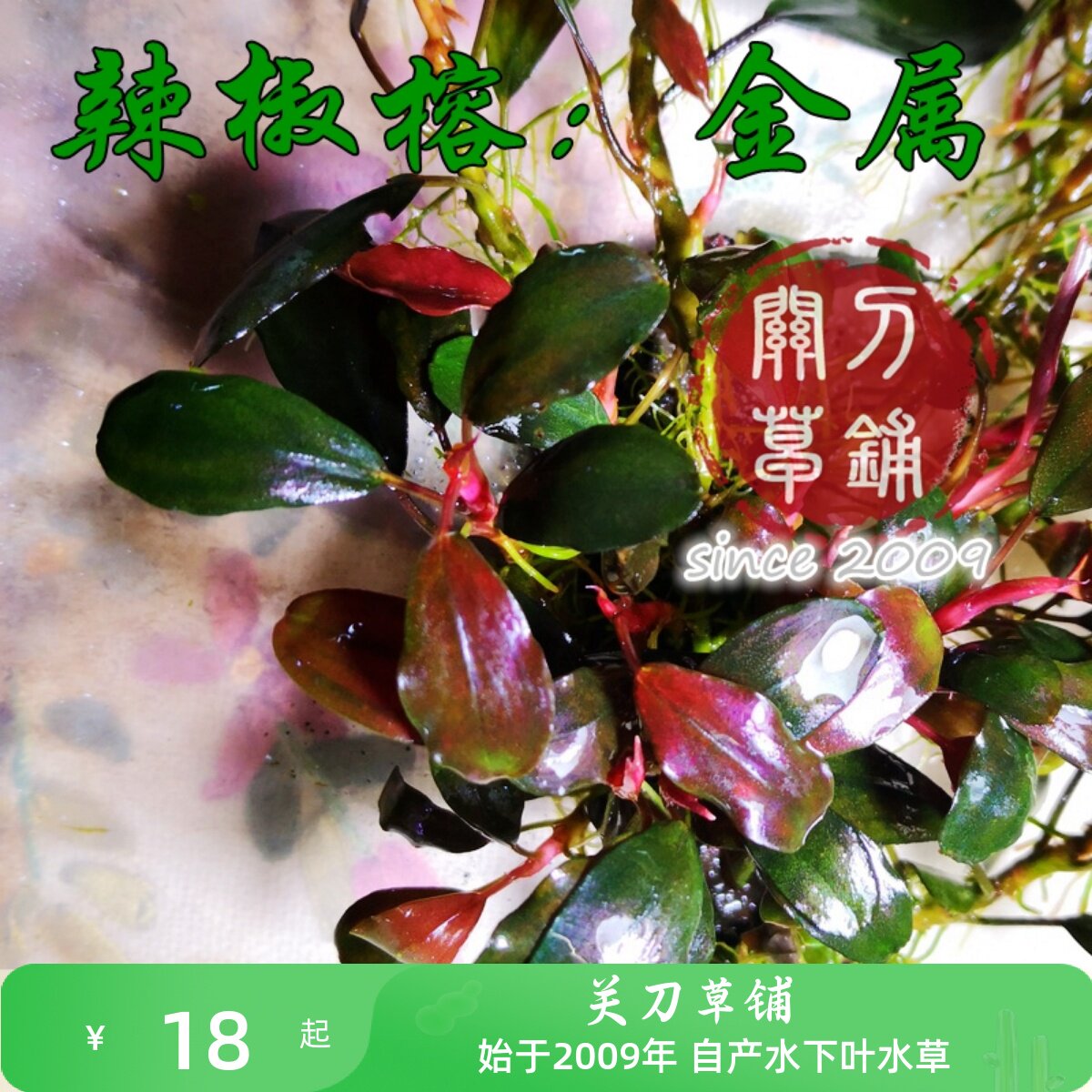 金属 1株 辣椒榕 自家养草房水族水草水下叶辣椒蓉