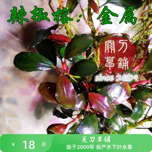 金属 1株 辣椒榕 自家养草房水族水草水下叶辣椒蓉