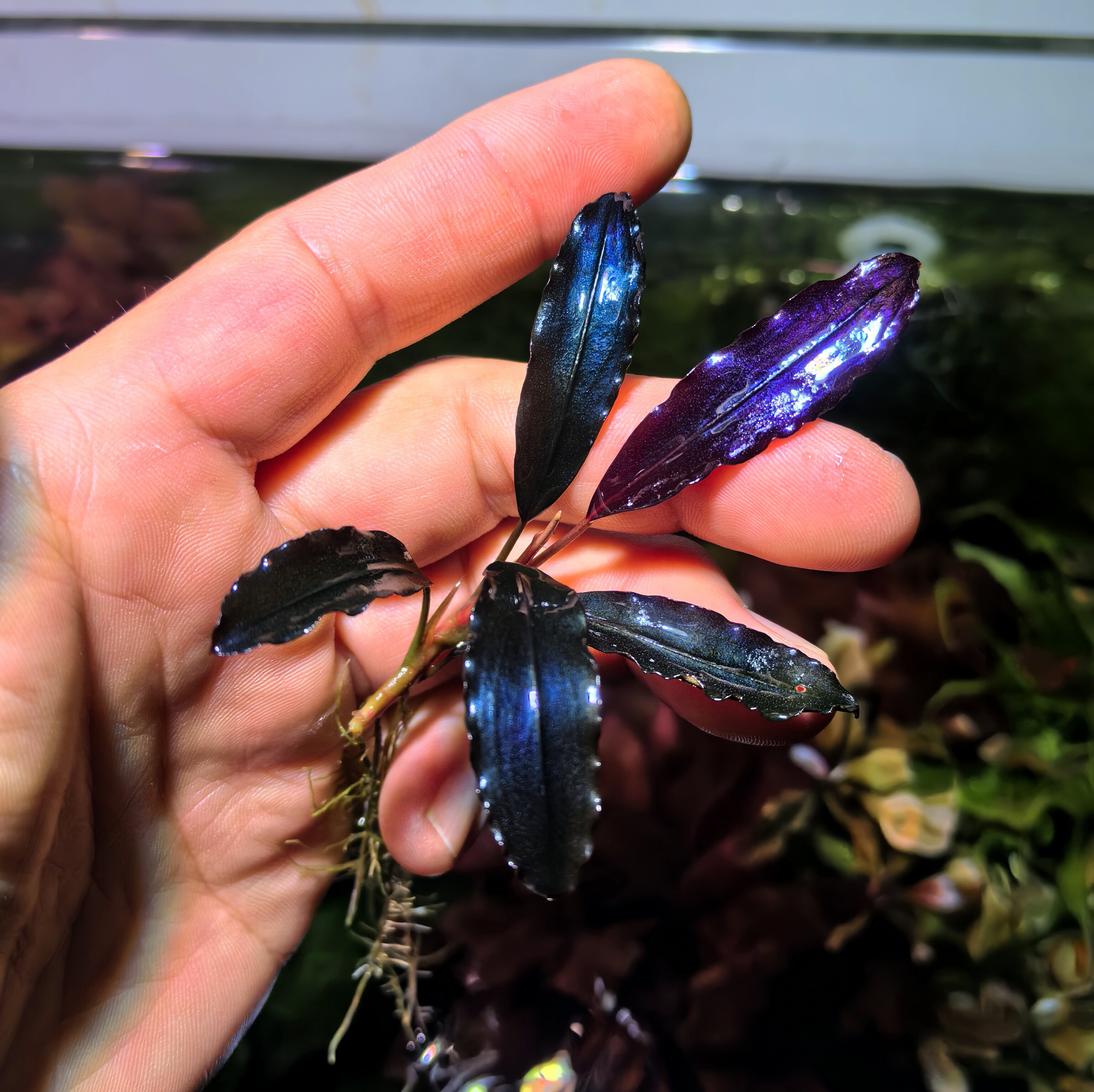 布朗尼11蓝 椒榕 2011蓝 辣椒榕蓉关刀草铺水中叶水族水草