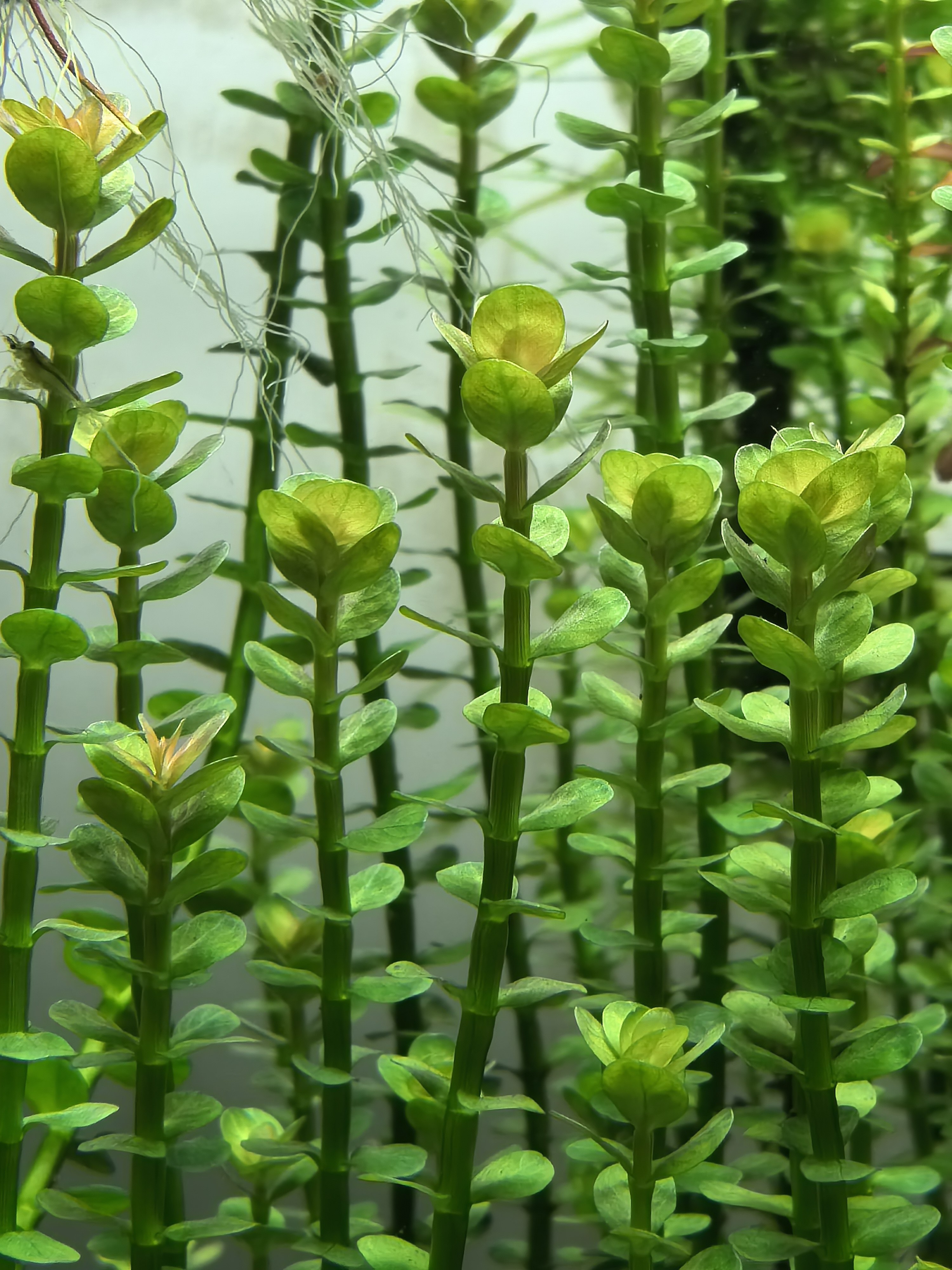 印度小圆叶 一份5支 水草水下叶自养阳性草中景草草缸鱼缸造景