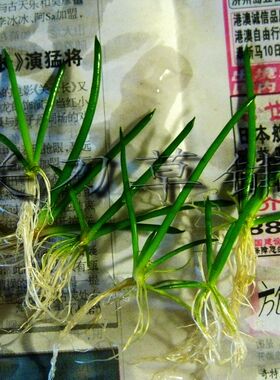 仙人掌 1株 ADA水族水草 莫斯莫丝moss水晶虾鱼缸草缸造景水下叶