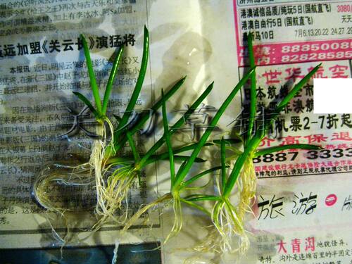 仙人掌1株ada水族水草moss水晶虾