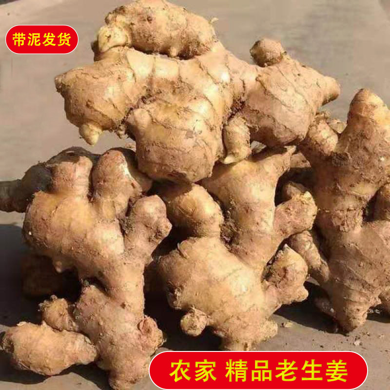 老品种云南小黄姜月子老生姜辛辣