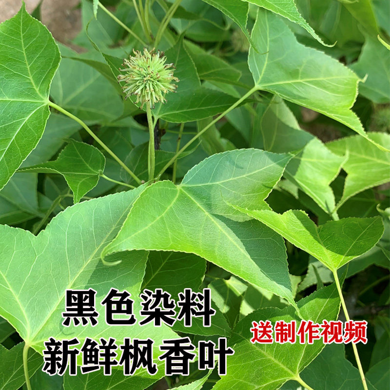 新鲜枫叶乌米饭黑米饭材料广西五色糯米饭植物染料黑色枫香树叶子