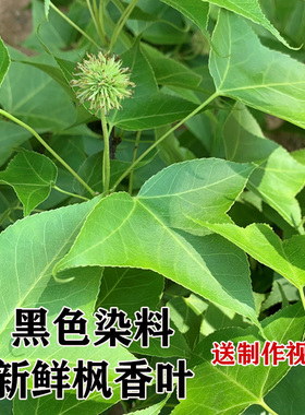 新鲜枫叶乌米饭黑米饭材料广西五色糯米饭植物染料黑色枫香树叶子