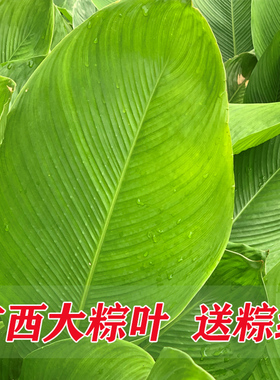 广西大粽叶野生新鲜大号现摘肇庆裹蒸粽肉粽叶大小粽子叶冬叶柊叶