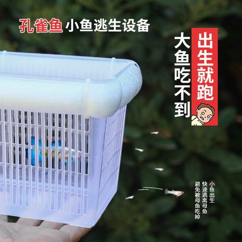 繁殖箱孵化孔雀鱼繁殖黑壳虾隔离