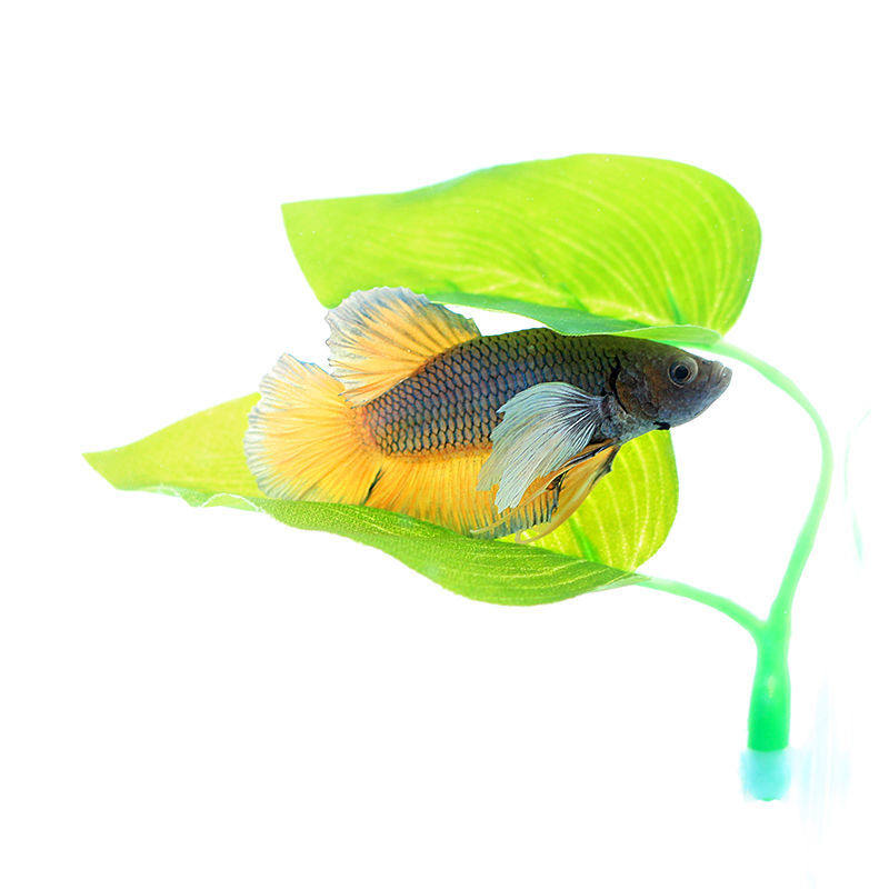 斗鱼休息叶躲避叶产卵叶水族鱼缸造景装饰仿真叶子斗鱼睡觉床包