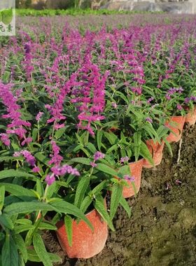 绿植户外阳台四季苗木蓝花鼠尾草