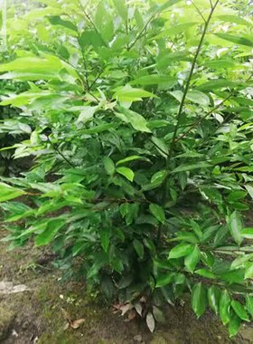 成都苗木销售天竺桂室外花卉围栏绿植耐阴耐晒四季常绿花卉绿篱