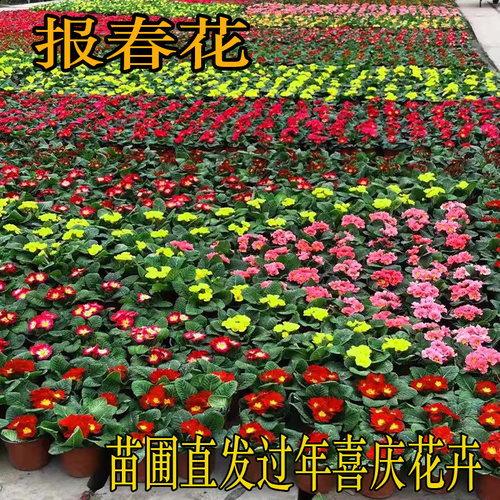 【基地直发】草花报春花冬季开花