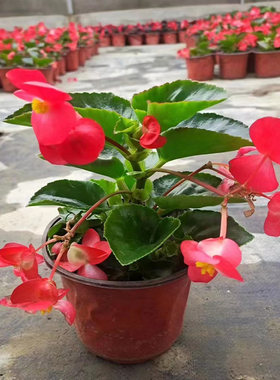 户外苗木四季海棠开花好养好看