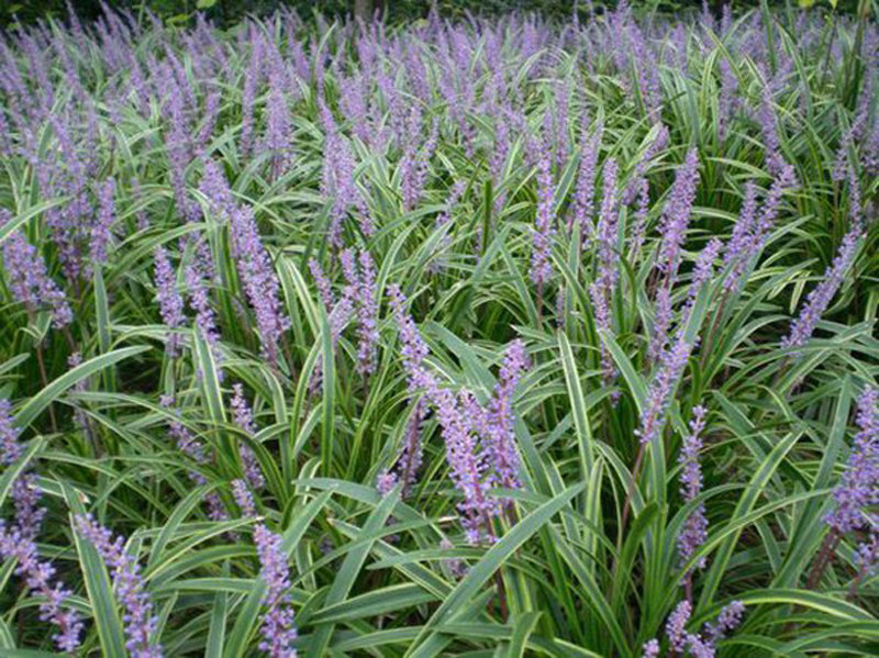 户外庭院植物金边阔叶麦冬草地被植物花园楼顶绿化工程苗木花卉