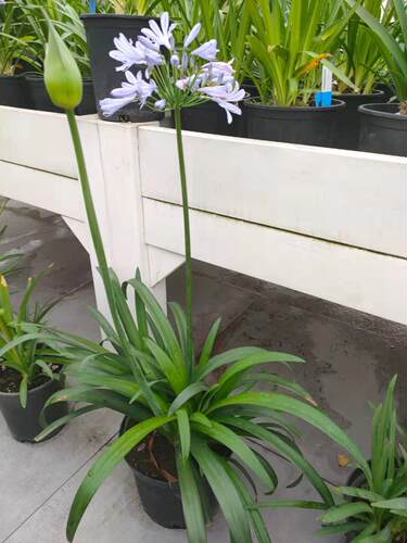地被植物百子莲花四季开花好养